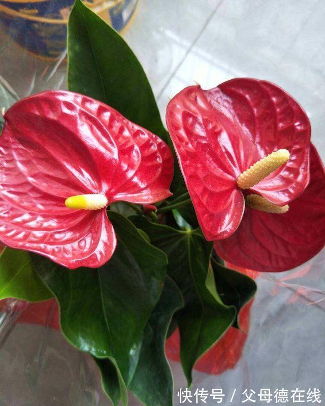 农历10月初7立冬后，养什么花？以下3种花，健康长寿天天笑颜