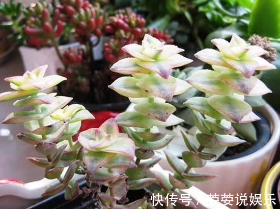 叶片|多肉一到夏天就死学会“5招”,安全度夏,叶片饱满,还爆盆了