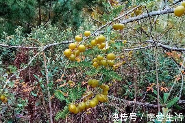 甘回味甜|7月才成熟,果肉又酸又苦,乡下小孩看了嫌弃,城里卖9元一斤