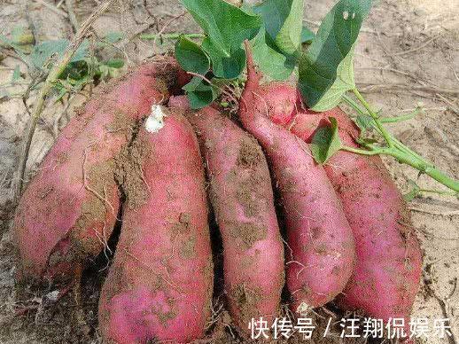 亚硝酸盐|为何癌症发病率越来越高,医生提醒这5种食物最好少吃