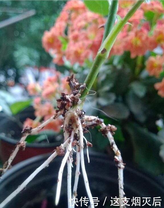 现在扦插此4种花,一周就长芽生根,一棵变多棵,成养花大户了