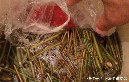 生根|把绿萝的枝条，泡在“它”里面20分钟，三天就生根、猛长新叶