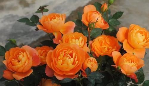 爆盆|最好养的大花月季,开花性好,每次都爆盆,香味清爽,阳台党必备