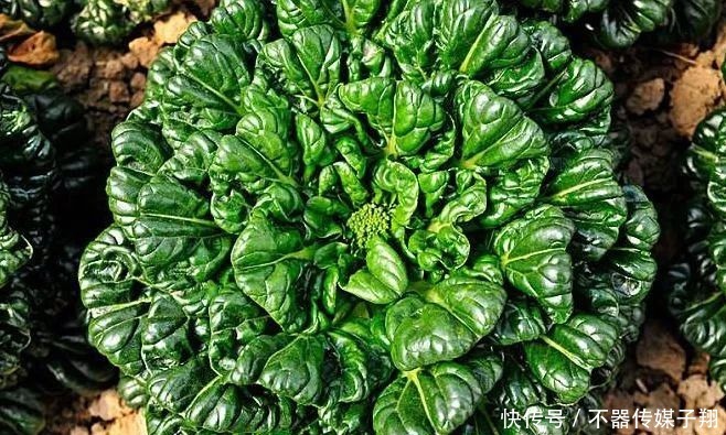 大白菜|农村有种野菜,人称“雪下羊肉”,外形像大白菜,涮火锅是一绝!