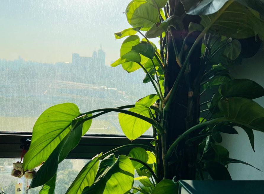 把握住这5个技巧，小叶绿萝变大叶绿萝不是梦，茎长得更长