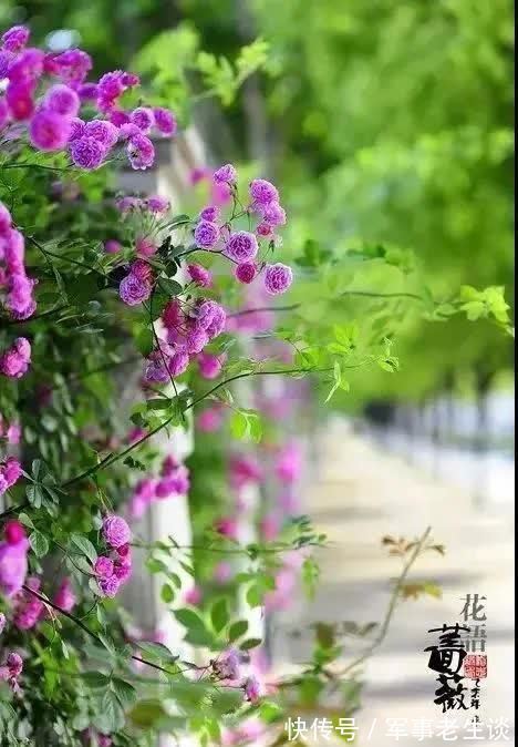 我想有个庭院,有书有茶还有你