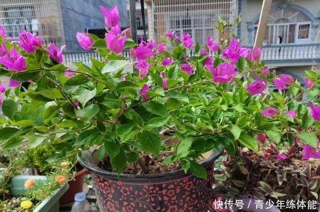 花市大捡漏,10种花现在买特合适,养一养就爆盆!