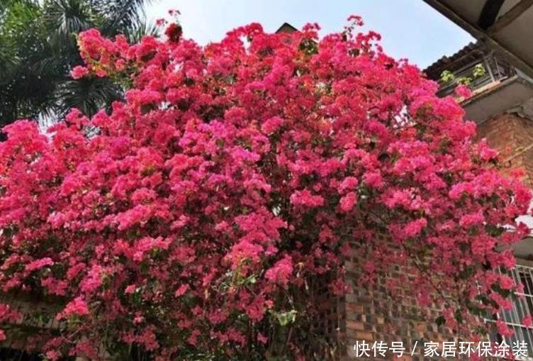 谁见了都喜欢的“4种花”,开花大又香,开出一片花海