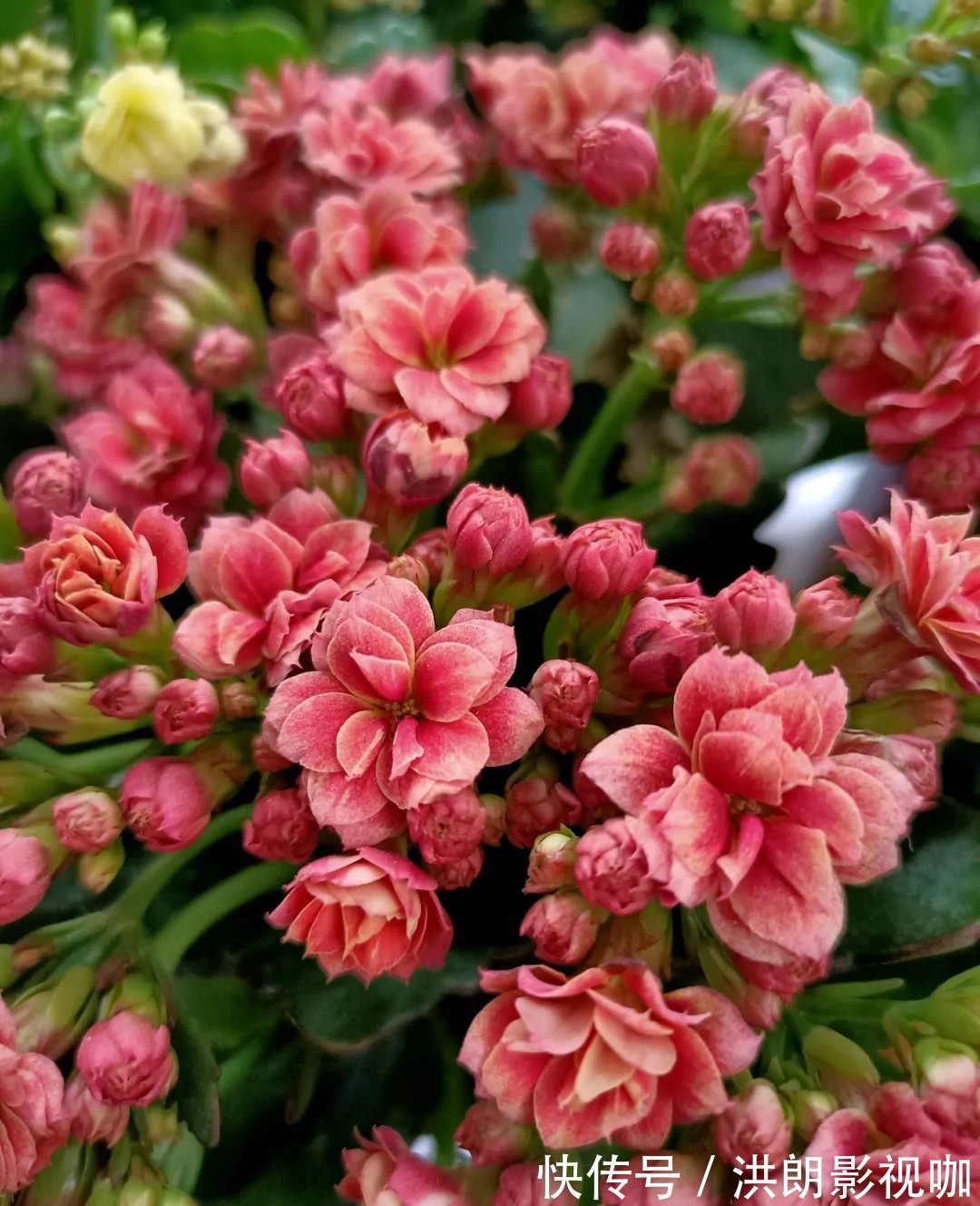 花友们|长寿花“装菜”不打花苞注意这“三点”,花苞呼呼冒花儿满枝头