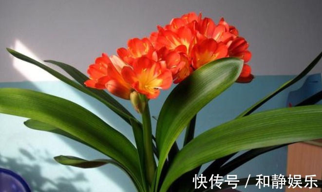 油烟机|君子兰难开花在盆里埋点“它”，叶子油绿花也多