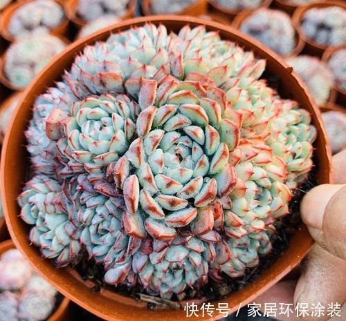 蓝姬莲|养棵多肉蓝姬莲,块头大长势旺,还很容易爆盆,适合新手