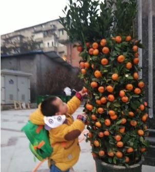 养花不如种水果,阳台栽两盆“健康果”,年底果子爆满盆