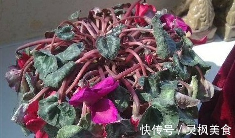 仙客来|老花匠都“养不好”6种花，新手慎买！刚买来烂根黄叶、掉花苞