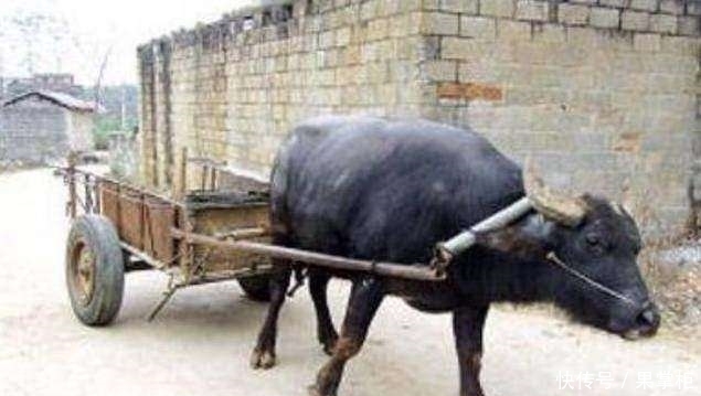 不宰耕地牛!真实版 做牛做马也要报答你