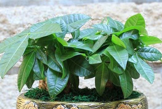 快死的发财树，茉莉花怎么办，学会此样做，轻松让它起死回生