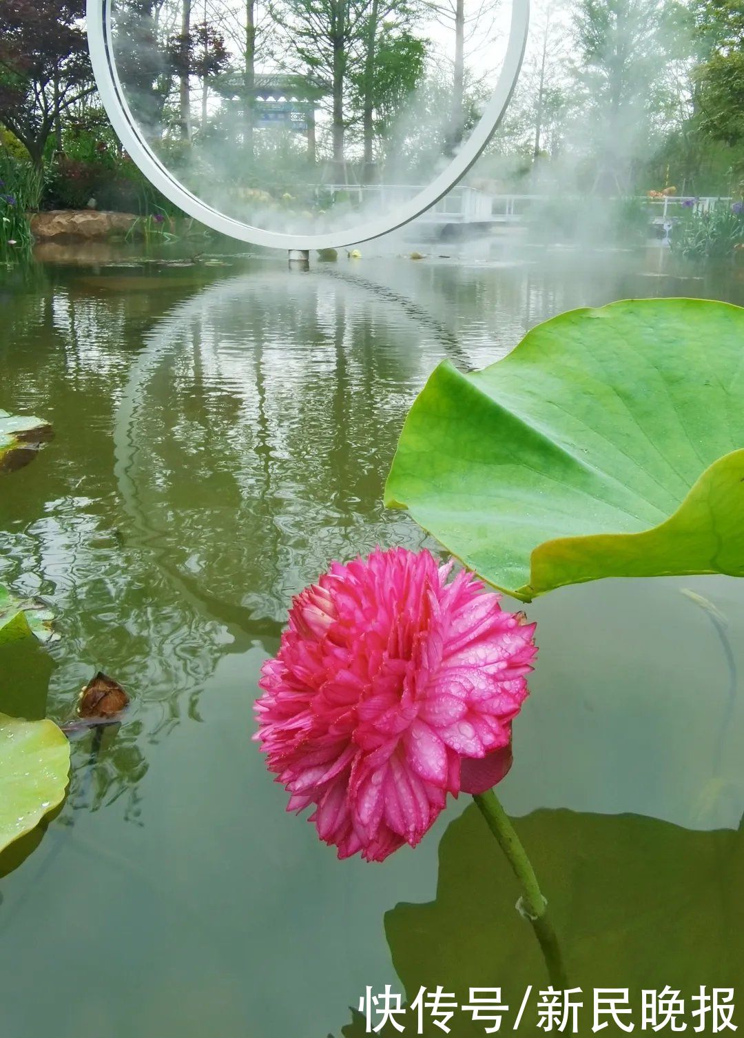 荷莲|一朵荷花千片花瓣！花博会“镇池之宝”来啦