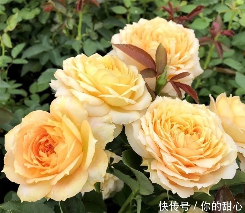 真宙|什么样的月季算优秀?盘点一下我种过的优秀月季