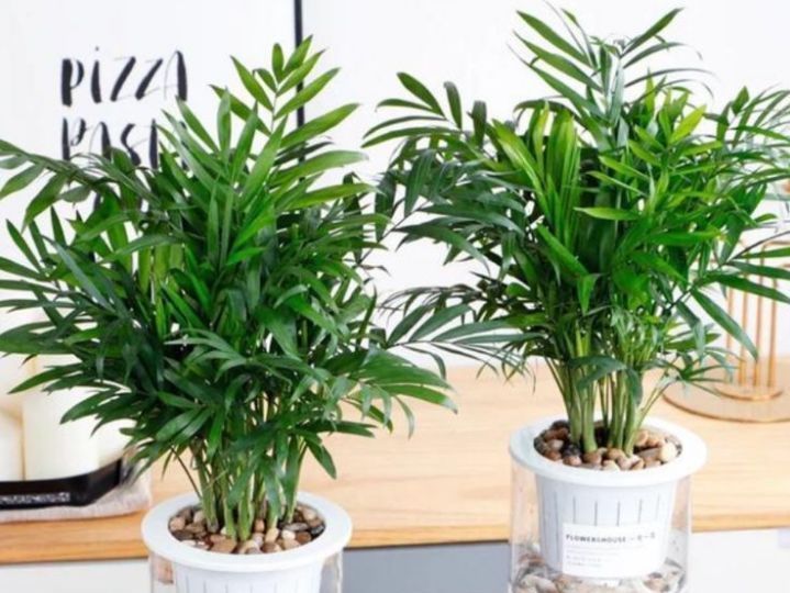 “3种花”超好养,枝叶漂亮、净化空气,家里变得天然氧吧