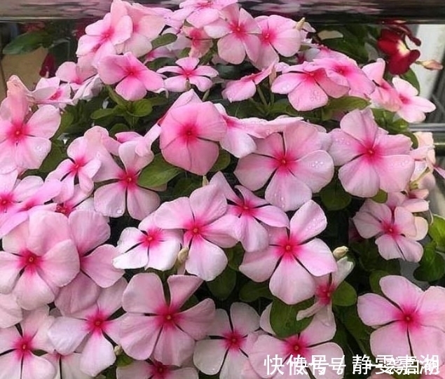 打理|4种花,容易打理易开花,花期长花朵多,家里变花海!