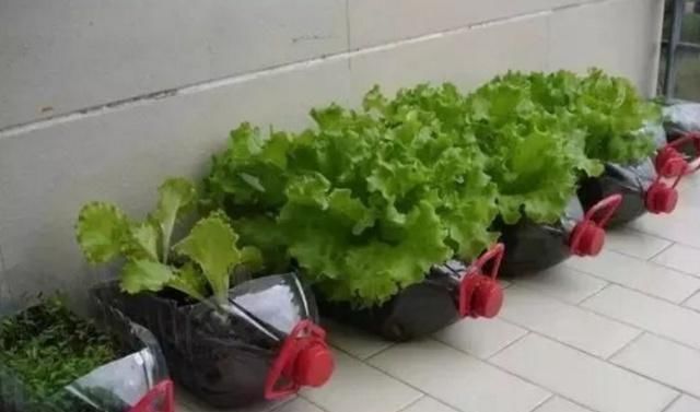 捡30个“空油桶”饮料瓶,这样种菜养花,家里都不用“买菜”了