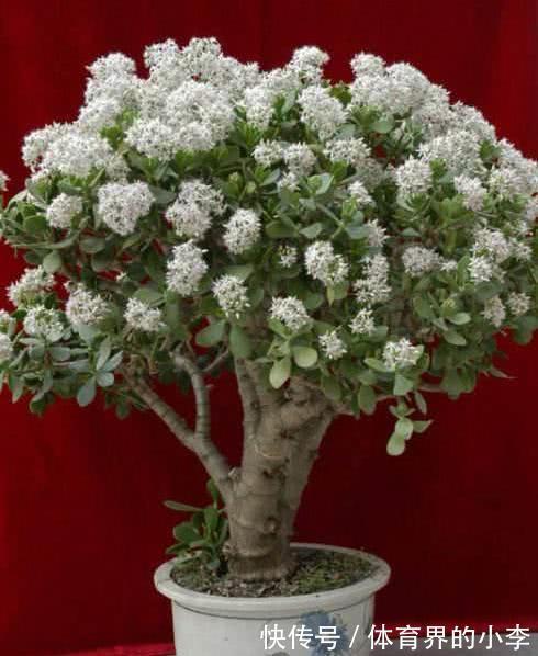 玉树开花很吉祥，怎样让它早日开花