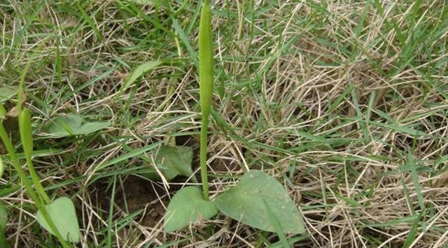 野草|此为“一支箭”,因生杂草中,常被无视,殊不知560元一斤