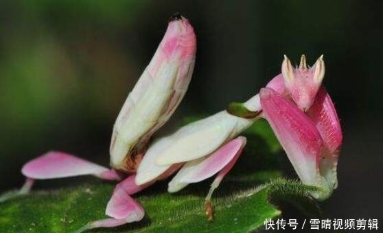世界上最美的螳螂 兰花螳螂拥有美丽外表凶残的心 快资讯