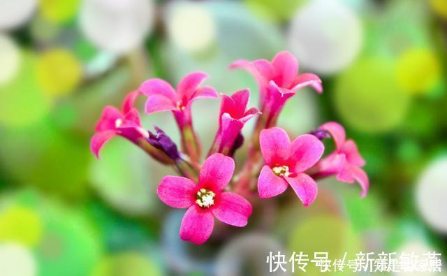 腊月不可错过的5种富贵花，随便养一盆，富贵上门来