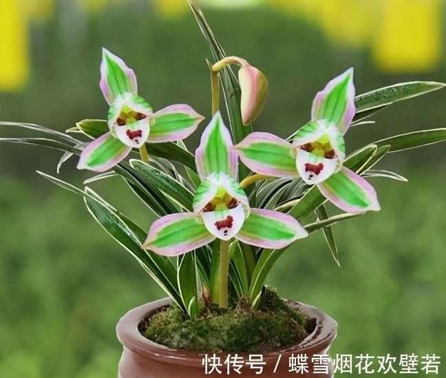 多年前，出价20万都不卖的兰花，一花双色，让人百看不厌