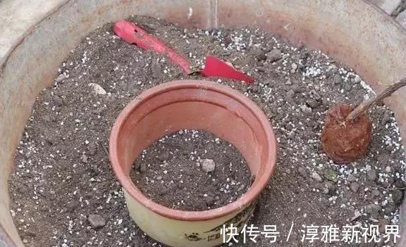 仙客来|路边大树下,有养花万能土,用来养文竹,一年窜一米,长成巨无霸