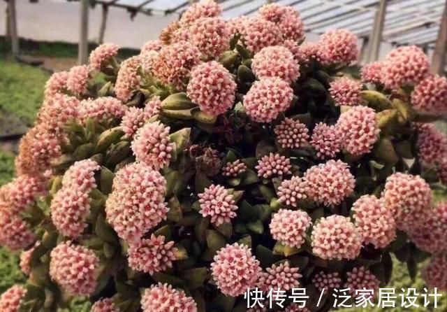 开花能力很强的2款多肉 花朵就像球兰一样漂亮 值得推荐 粉紫色 开花能力很强的2款多肉 花朵就像球兰一样漂亮 值得推荐 粉紫色