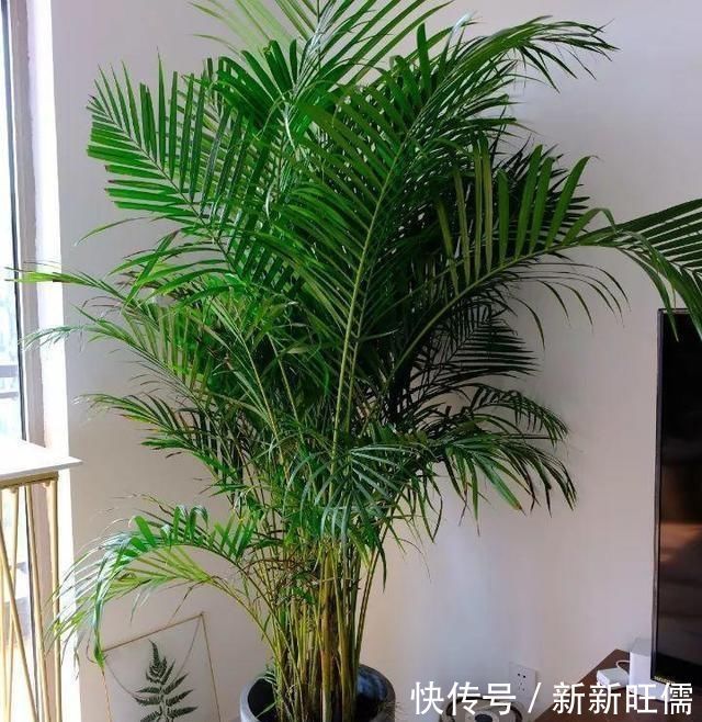 适合养在客厅的“3种花”,高档又气派,看一眼就“喜欢”