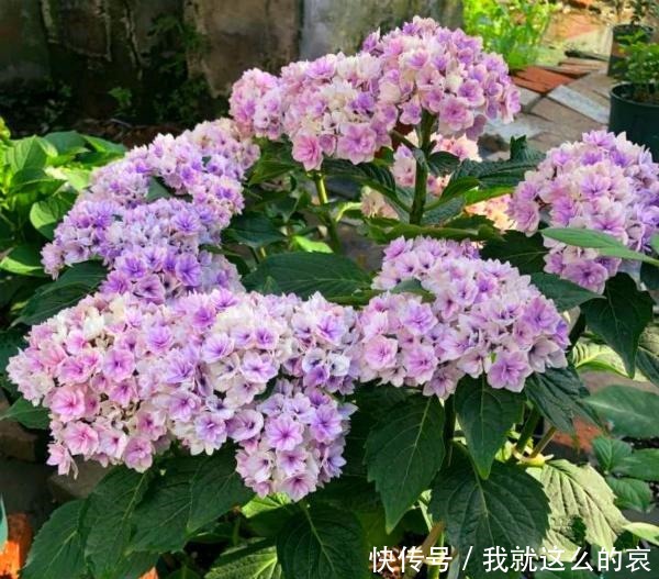 13种适合阳台养的紫色盆栽花,阳台养上几盆,天天“紫气东来”!