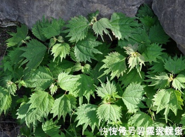 荨麻叶|农村常见的“咬人草”,是治疗风湿性关节炎的良药!