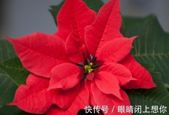 农历九月初四寒露后，养什么花？以下3种花，五福临门六六大顺