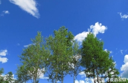 世界最奇怪的树,微风一吹就会笑,游客