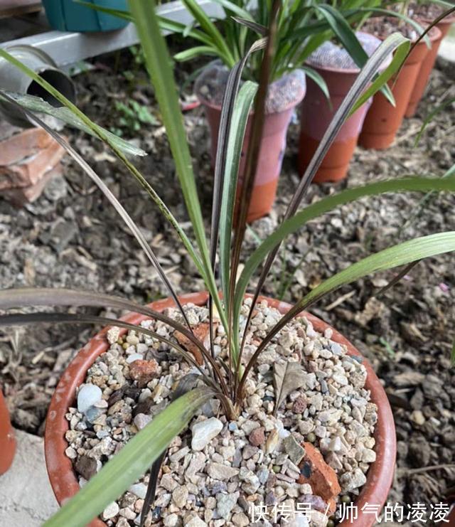 新手养兰，兰花的五种“S法”