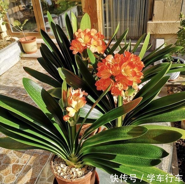 养君子兰,学会使用3种肥料,长得就像“大白菜”,天冷就开花!