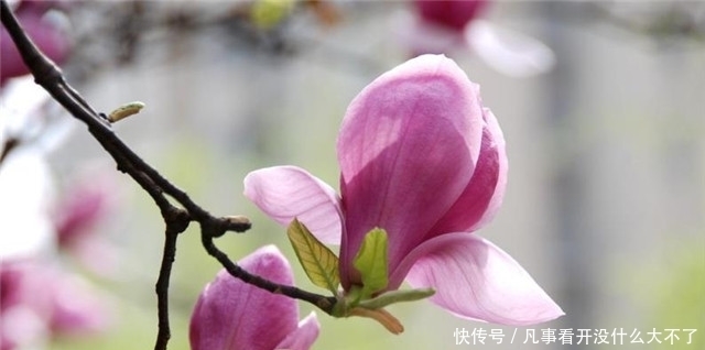 木兰|早春辛夷花六首:空庭向晚春微雨,红胭脂染小莲花