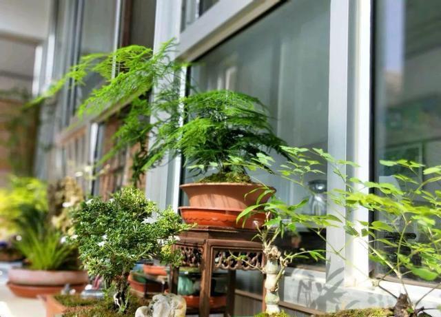 喜欢养花的朋友,几个臭毛病,出门变得贼溜溜,看你有没有