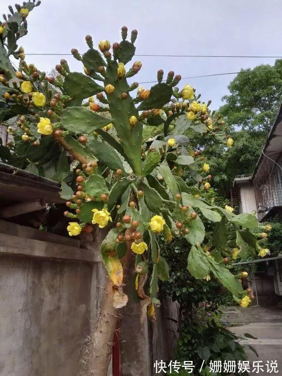 3种“丑花”，长得不怎么样，却能旺运镇宅，关键还好养