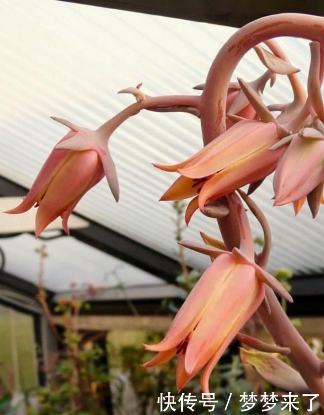 红酥手|古典风十足的多肉景天,陆游钗头凤中的红酥手,你养过它吗?