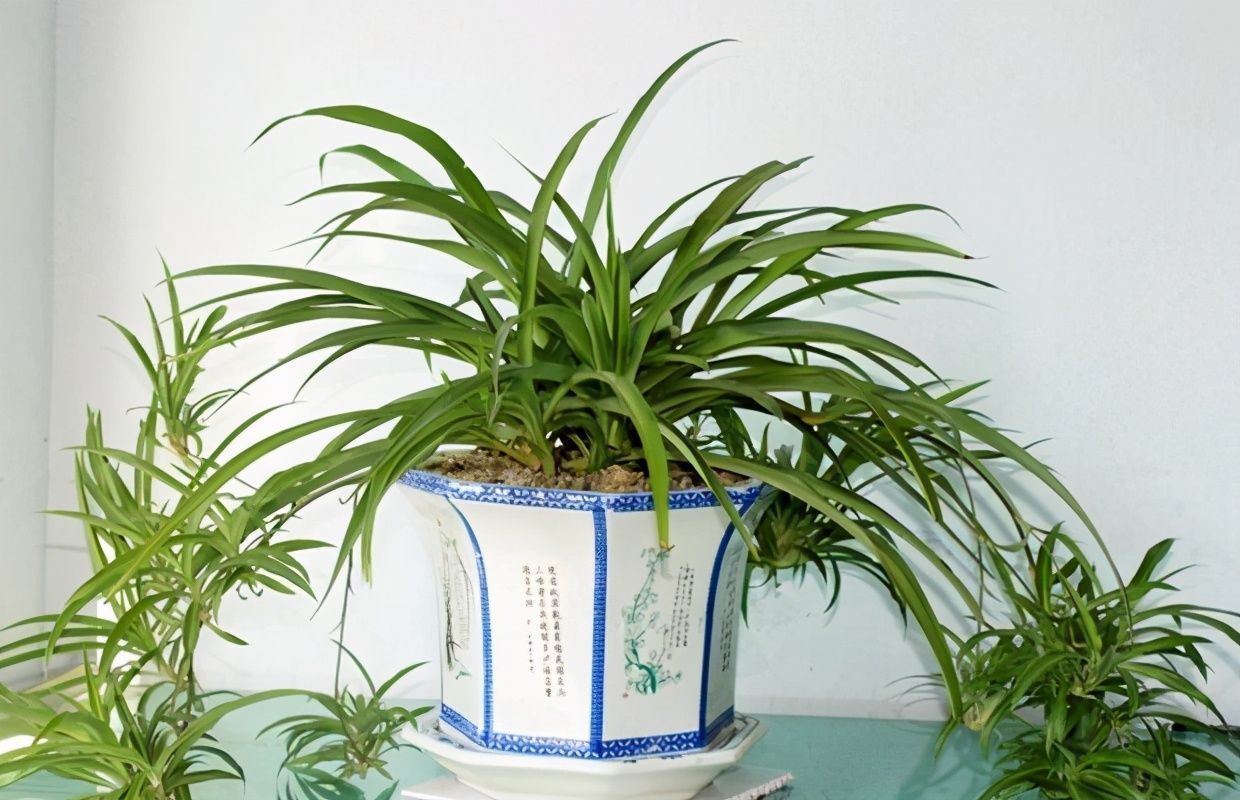 四种花,有净化本领,客厅养几盆,空气洁净不少