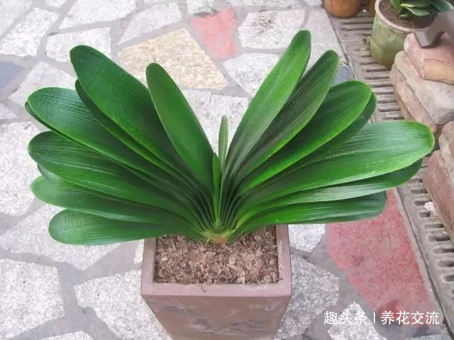 君子兰养成室内盆栽保持每年花开的技巧,让叶子更有亮泽