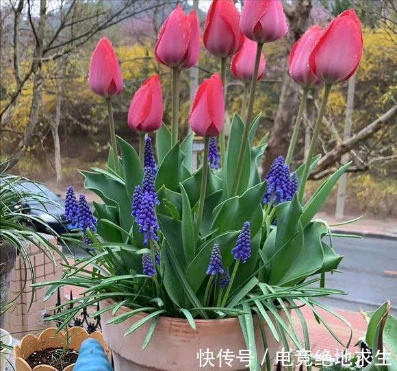 13种“漂亮花”,零下20度也冻不死它,大雪天依旧能开,又香又艳