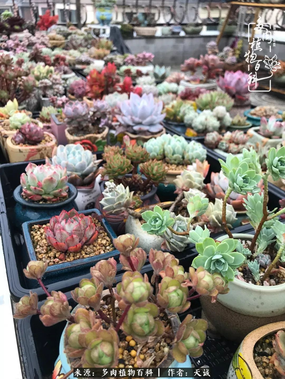 吃饱喝足,包邮区的多肉养精蓄锐准备渡劫!