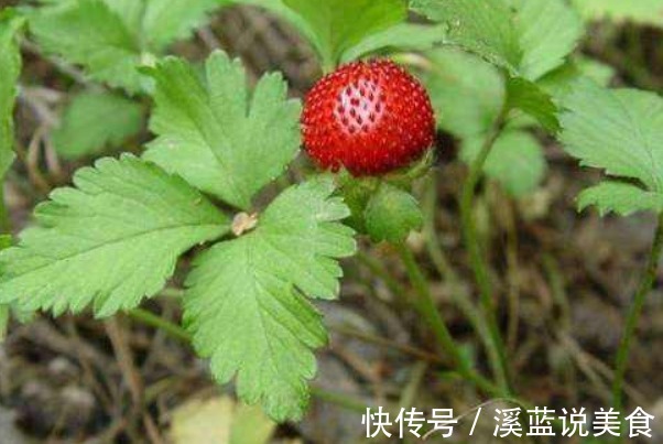 蛇莓|乡下茅房边的“野草莓”，熊孩子经常拿来吃，殊不知营养价值很高