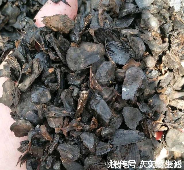 户外捡3种东西,养花肥沃、透气,1-2年不施肥,花卉轻松爆盆