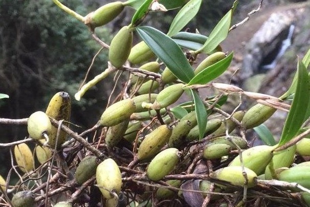 野菜|提个醒在田间地头遇见此野菜，记得要拔回家，有很大的用处