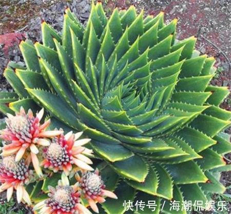 女王|一盆芦荟1万多,一棵能长50年,越老越值钱,你见过芦荟女王吗